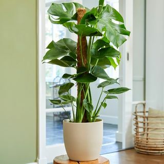 80cm Monstera Deliciosa på mosestang | Swiss Cheese Plant | 19cm Potte | Etter planteteori