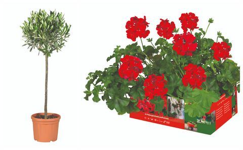 Lidl oliventrær og Pelargonium peltatum