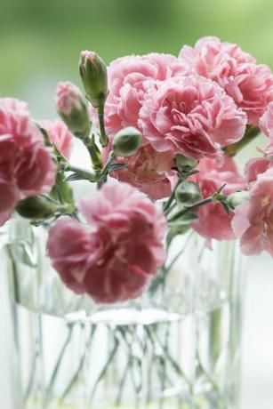 terrassen på hytta, rosa nelliker dedikert til morsdagen mot naturbakgrunnen ca. 15 rosa nellikeblomster plantes i en glassbolle i et mykt lys, mot friskt grønt