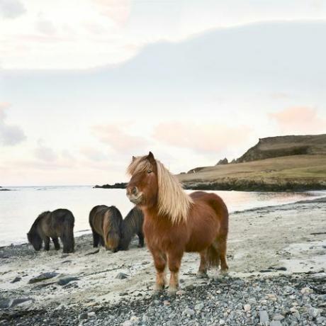 shetland ponnier