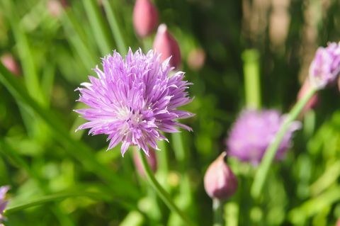 Gressløk (Allium schoenoprasum) i blomst