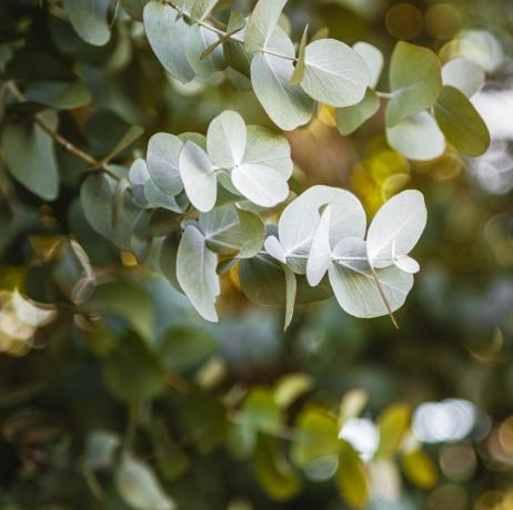 eukalyptus løvverk, bokeh i bakgrunnen