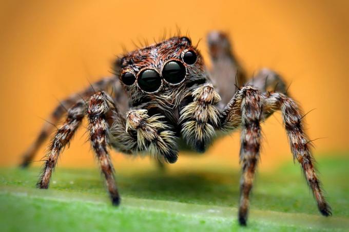 uk edderkopper – hoppende edderkopp