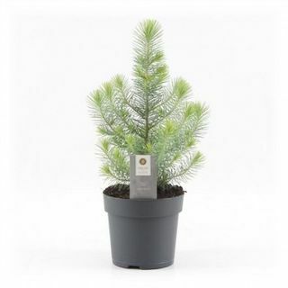 Mini juletre - Silver Crest Pine