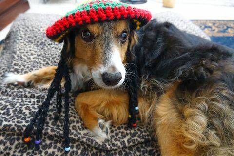 Reggae hund