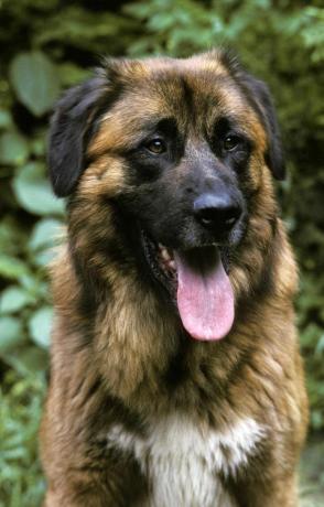 cao da serra da estrela, portugisisk fjellhund, portrett av voksen med tungen ute