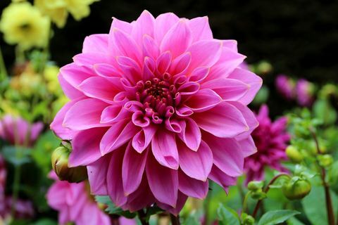 Rosa Dahlia i hagen