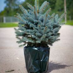 Luksus ferskt juletre - Potte blågran (Picea pungens glauca) - For umiddelbar levering