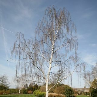 Sølvbjørk – Betula pendula