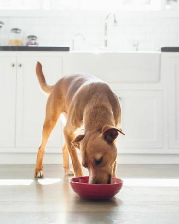 forfra av brunfarget hund på kjøkkenet som spiser fra rød bolle