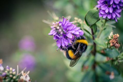 Bee på lilla blomst