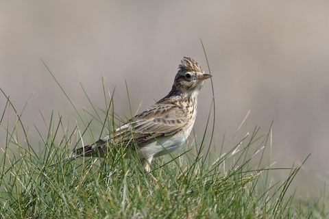 skylark alauda arvensis fôr i kystgrasmark, trevosehode, cornwall