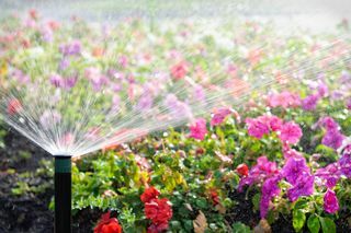 En automatisk sprinkler som vanner en seng med blomster i sterkt solskinn.