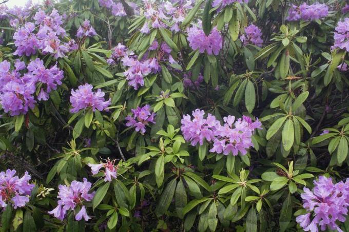 utsikt over fjellroser rhododendron ponticum bildet er tatt i fjellet kalt sis of trabzon city som ligger i Svartehavsregionen i Tyrkia