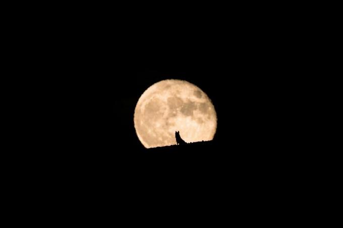 silhuett av en ulvehund som ser på fullmånen stige, fullmåne og silhuett, kjæledyrfotografering, halloween