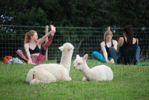 Alpaca yoga i Devon