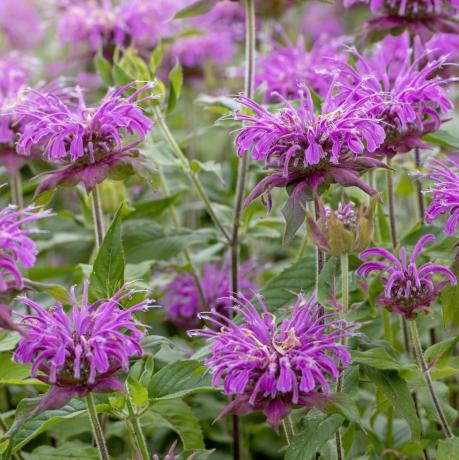 monarda