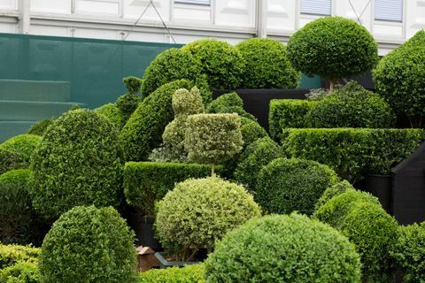 topiary arts visning i den store paviljongen rhs chelsea flower show 2012