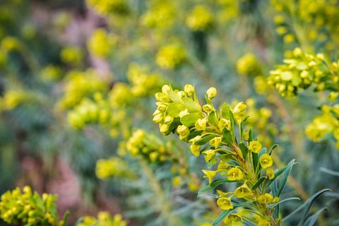 Euphorbia characias "Wulfenii" -blomst