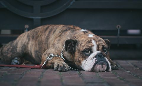 bulldog legge på bakken