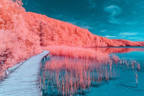 Adobe Stock for Årets Pantone-farge 2019 - Living Coral