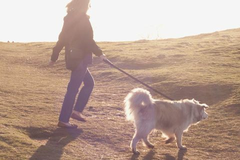 Hund som blir vandret av eier på landsbygda