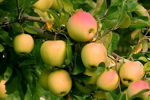 Eplene "Golden Delicious". epler