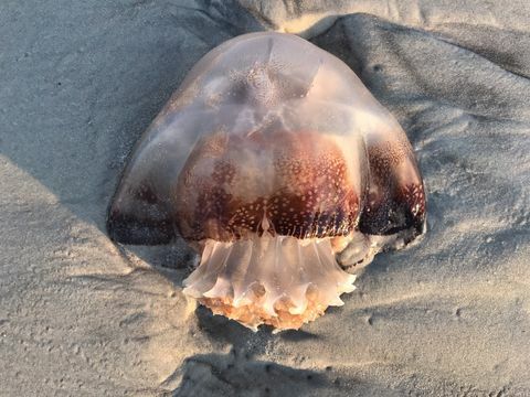 Cannonball Jellyfish Skylles opp på stranden