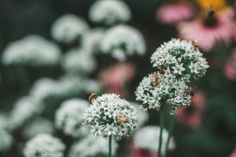 Blomster dekket av soldatbiller