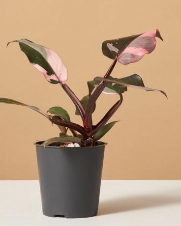 Philodendron rosa prinsesse