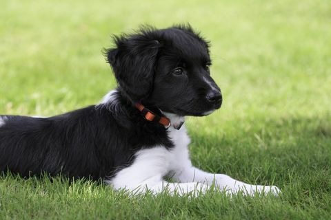 Ung hollandsk frisisk Stabyhoun ("Friese Stabij") hund som legger seg i gresset