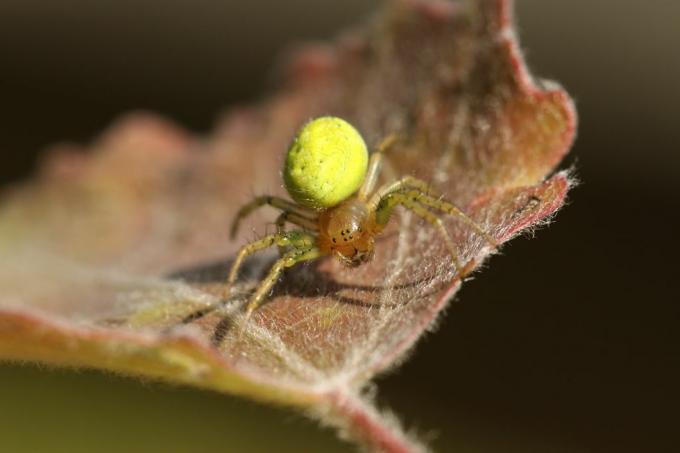 uk edderkopper – agurkgrønn kuleedderkopp