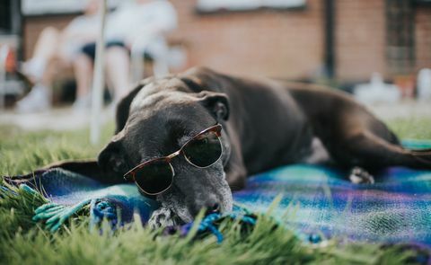 eldre hund, liggende på et teppe, på gress, med solbriller