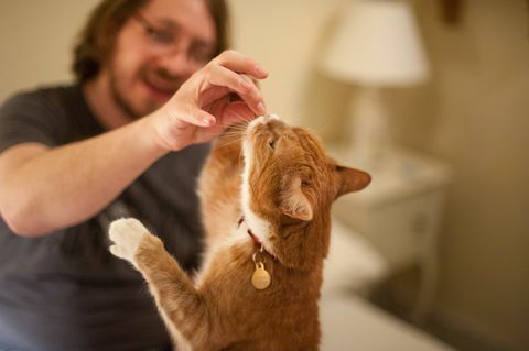 en mann mater en ingefær katt med en godbit fra hånden hans fokus er på katten og mannens hånd