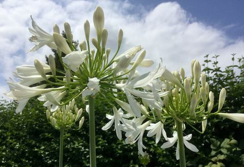 agapanthus blomsterhage