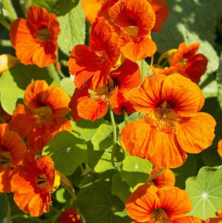 nasturtium