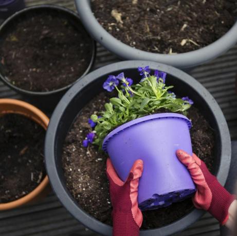 lavendel plantes i hagen