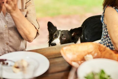 border collie titter over kanten av et spisebord under et familiemiddagsselskap ved et bord utenfor