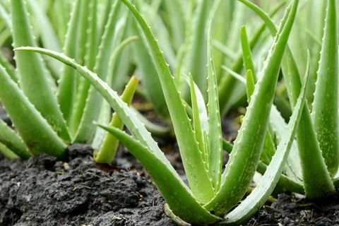 Aloe Vera Plantevekst i gården