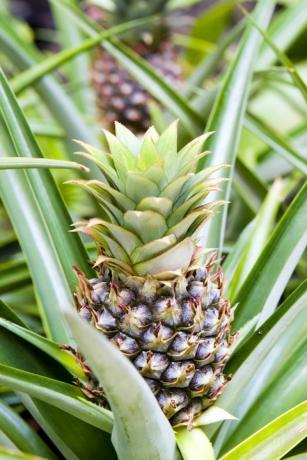 populære potteplanter ananas plante