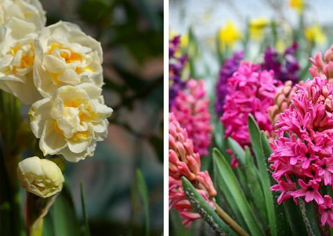 landlevende blomsterløk på hjemmebasen