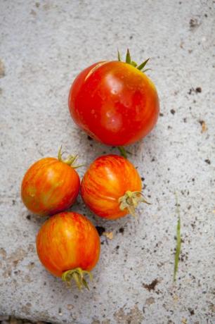 Nærbilde av friske tomater på betong