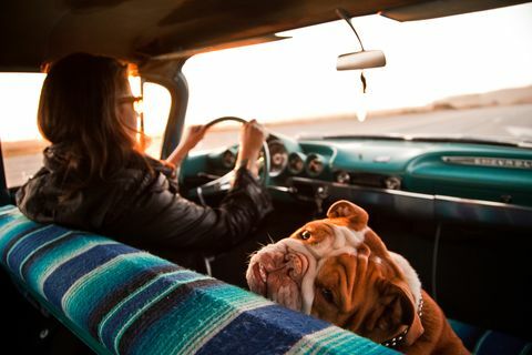 Kvinne og engelsk bulldog inne i Chevrolet bel air, Santa Cruz, California, USA