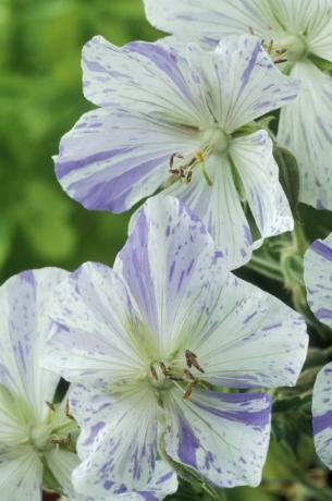 geranium lilla