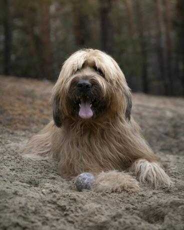 den franske gjeterhunden briard ligger i sanddynene i skogen og hviler etter å ha lekt med ballen utendørs foto