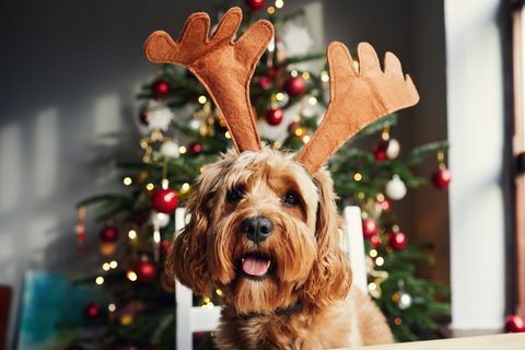 hund iført reinsdyrgevir til jul