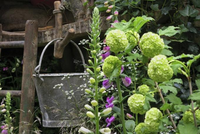 nærbilde av blomster i hagen