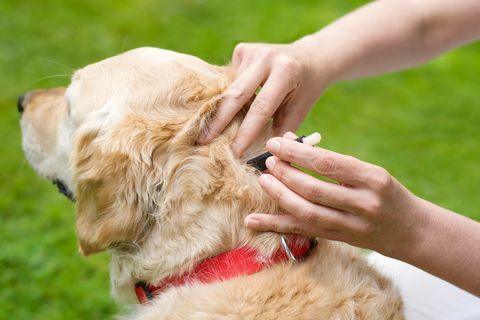 Fjerning av en hundekryss