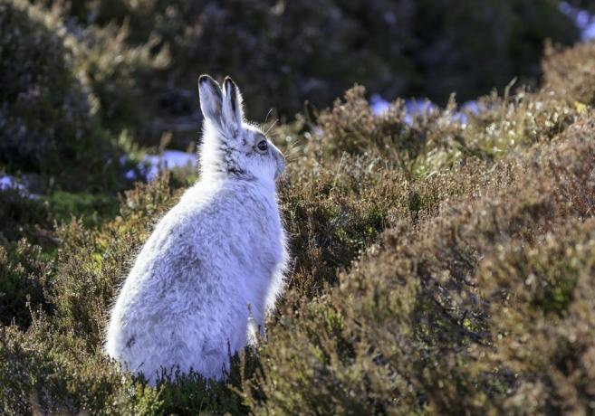 Hvit fjellhare