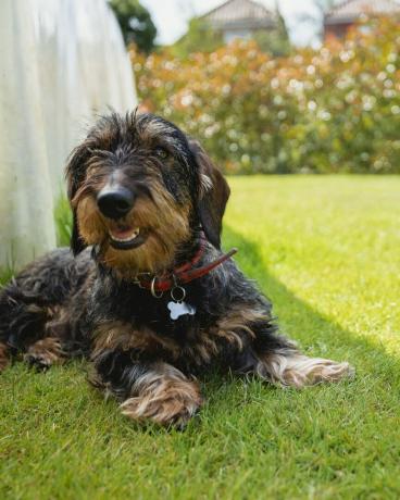 dachs som ligger og slapper av på plenen i hagen hunden ligger i skyggen